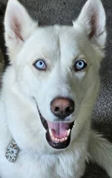 Blanco -  Siberian Husky Dog for Adoption in Menifee, California - Blanco | PetCurious