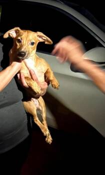 Rescue Chihuahua Dogs for Adoption in Miami, Florida - Rufus | PetCurious