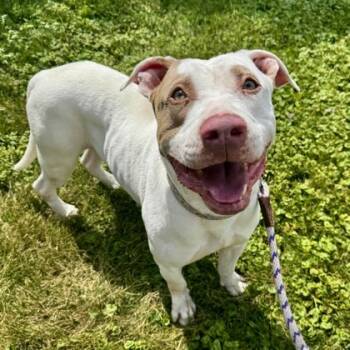 Rescue American Staffordshire Terrier Dogs for Adoption in Wheaton, Illinois - Patches OHoulihan | PetCurious