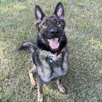 Rescue German Shepherd Dog Dogs for Adoption in Tulsa, Oklahoma - Artemis | PetCurious