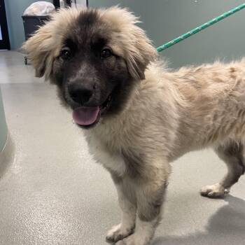 Anatolian Shepherd Dogs Available for Adoption - Max | PetCurious