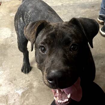 Rescue Pit Bull Terrier Dogs for Adoption in Eureka Springs, Arkansas - Pete | PetCurious