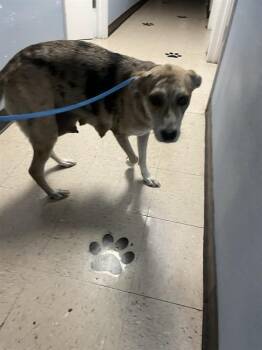 Catahoula Leopard Dog and Mixed Breed Dogs Available for Adoption - PENNY | PetCurious