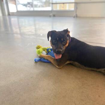 Mixed Breed Dogs Available for Adoption - Kettlecorn | PetCurious