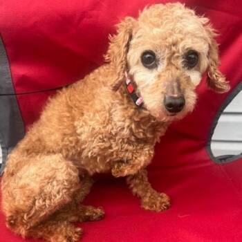 Poodle Dogs Available for Adoption in Cincinnati, Ohio - Ayla | PetCurious