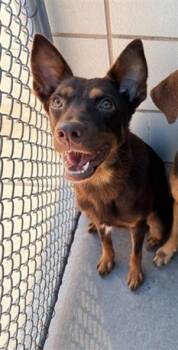 BROWNIE -  Doberman Pinscher and Mixed Breed Dog for Adoption in Corpus Christi, Texas - BROWNIE | PetCurious