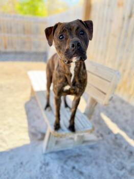 Boxer and Mixed Breed Dogs Available for Adoption in Muskegon, Michigan - Nova | PetCurious