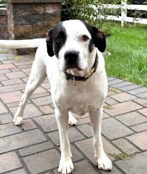 Lincoln-Available courtesy post. -  Labrador Retriever and American Bulldog Dog for Adoption in Frederick, Maryland - Lincoln-Available Courtesy Post. | PetCurious