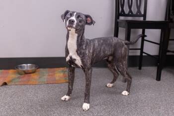 Rescue Hound Dogs for Adoption in Findlay, Ohio - Blossom | PetCurious