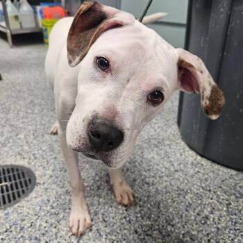 Boxer Dogs Available for Adoption - Rhodes | PetCurious