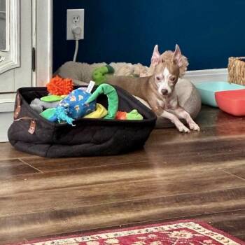 Sweetie -  Chihuahua Dog for Adoption in New Orleans, Louisiana - Sweetie | PetCurious