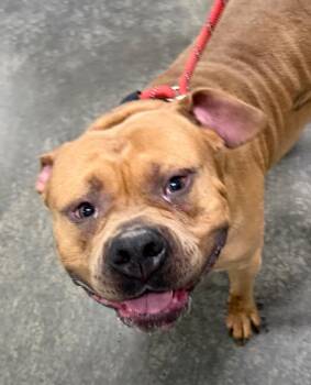 Pit Bull Terrier Dogs Available for Adoption in Henderson, North Carolina - Smoke | PetCurious