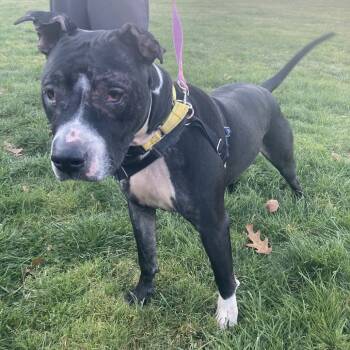 Rescue Pit Bull Terrier Dogs for Adoption in Pittsford, Vermont - Aries | PetCurious