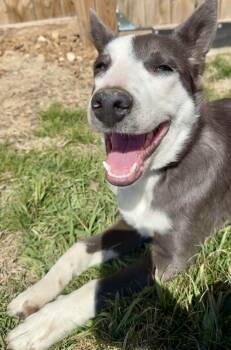 Border Collie Dogs Available for Adoption - Bert | PetCurious