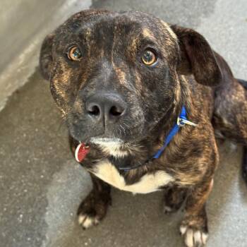 Dylan A2300597 -  Mixed Breed Dog for Adoption in Los Angeles, California - Dylan A2300597 | PetCurious