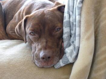 Terrier Dogs Available for Adoption in Herndon, Virginia - Rusty | PetCurious