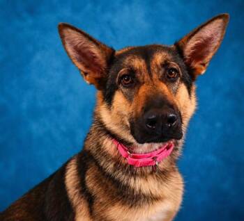 MORA ROSE -  German Shepherd Dog Dog for Adoption in Pearland, Texas - MORA ROSE | PetCurious