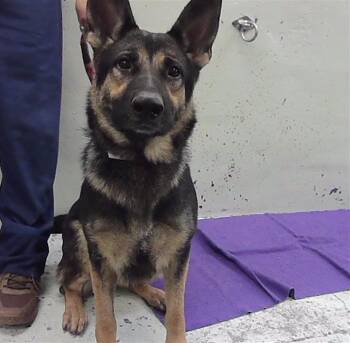 LIBERTY -  German Shepherd Dog and Mixed Breed Dog for Adoption in Houston, Texas - LIBERTY | PetCurious