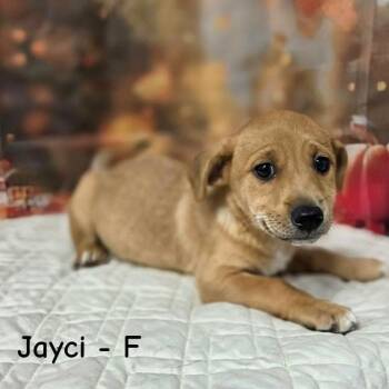 Jayci -  Terrier and Mixed Breed Dog for Adoption in Griswold, Connecticut - Jayci | PetCurious