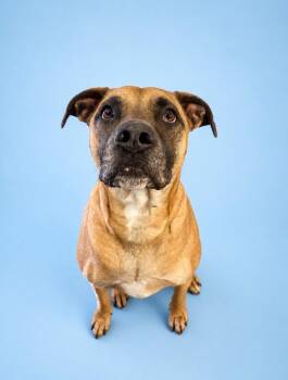 Mixed Breed Dogs Available for Adoption in Rock Springs, Wyoming - Obie | PetCurious