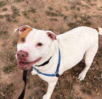 Pit Bull Terrier Dogs Available for Adoption - Caleb | PetCurious