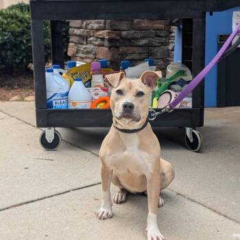 Pippa 01-1426 -  American Staffordshire Terrier Dog for Adoption in Covington, Georgia - Pippa 01-1426 | PetCurious