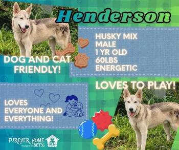 Henderson -  Husky Dog for Adoption in Lumberton, Texas - Henderson | PetCurious