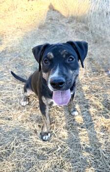 Rescue Shepherd Dogs for Adoption - MANGO | PetCurious