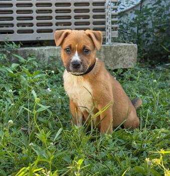 Wombat -  Australian Cattle Dog Blue Heeler and Mixed Breed Dog for Adoption in Sunrise, Florida - Wombat | PetCurious