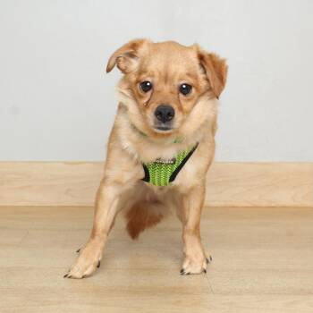 Chihuahua and Mixed Breed Dogs Available for Adoption in Minnetonka, Minnesota - Stanley D69391 | PetCurious
