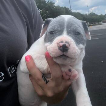 Dozer -  Boxer and Mixed Breed Dog for Adoption in North Charleston, South Carolina - Dozer | PetCurious