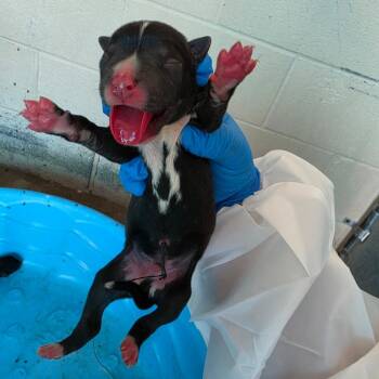 Suz 6 -  Boston Terrier and Mixed Breed Dog for Adoption in Edinburg, Texas - Suz 6 | PetCurious