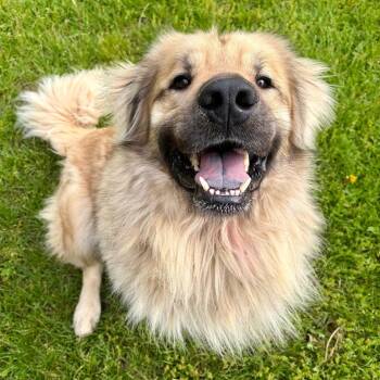 Golden Retriever and Great Pyrenees Dogs Available for Adoption in Pekin, Illinois - Beary | PetCurious