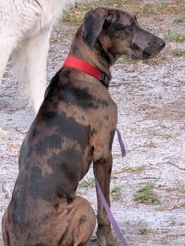 Great Dane Dogs Available for Adoption in Lakeland, Florida - Mavis | PetCurious