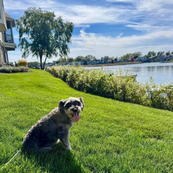 Jesse -  Miniature Schnauzer Dog for Adoption in Campton Hills, Illinois - Jesse | PetCurious