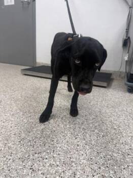 Puppy 2 -  Retriever and Mixed Breed Dog for Adoption in Gastonia, North Carolina - Puppy 2 | PetCurious