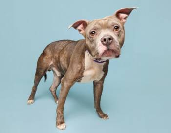 Rescue Mixed Breed Dogs for Adoption in Durham, North Carolina - Bernard | PetCurious