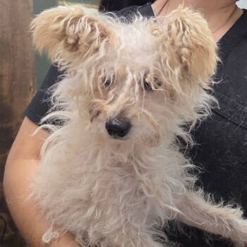 Rescue Maltese Dogs for Adoption in Chico, California - LITTLE JON | PetCurious