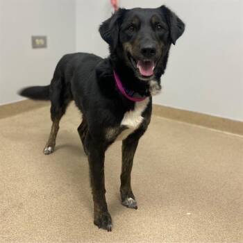 German Shepherd Dog and Mixed Breed Dogs Available for Adoption in Aurora, Colorado - DAISY | PetCurious