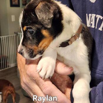 Shepherd and Mixed Breed Dogs Available for Adoption in Normal, Illinois - Raylan | PetCurious