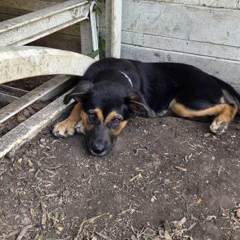 Thelma -  Coonhound Dog for Adoption in Muncie, Indiana - Thelma | PetCurious