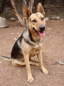Rescue German Shepherd Dog Dogs for Adoption in Leakey, Texas - Delilah | PetCurious