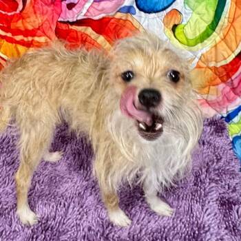 Shaggie/frankie -  Terrier and Mixed Breed Dog for Adoption in Franklin, North Carolina - Shaggie/frankie | PetCurious