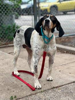 Winnie -  Mixed Breed Dog for Adoption in Montreal, Quebec - Winnie | PetCurious