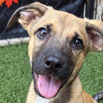 Aero -  Retriever Dog for Adoption in Copiague, New York - Aero | PetCurious