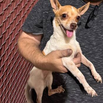 Lenny -  Chihuahua Dog for Adoption in Bellaire, Texas - Lenny | PetCurious