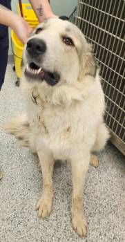 Biscuit -  Terrier and Great Pyrenees Dog for Adoption in Athens, Tennessee - Biscuit | PetCurious