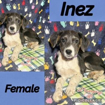 Labrador Retriever Dogs Available for Adoption in Manchester, Connecticut - Inez | PetCurious