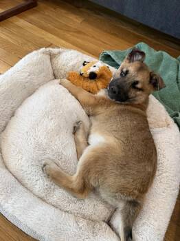 Shepherd Dogs Available for Adoption - Nolan | PetCurious