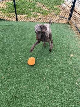 Standard Poodle Dogs Available for Adoption in Maidens, Virginia - Memphis | PetCurious